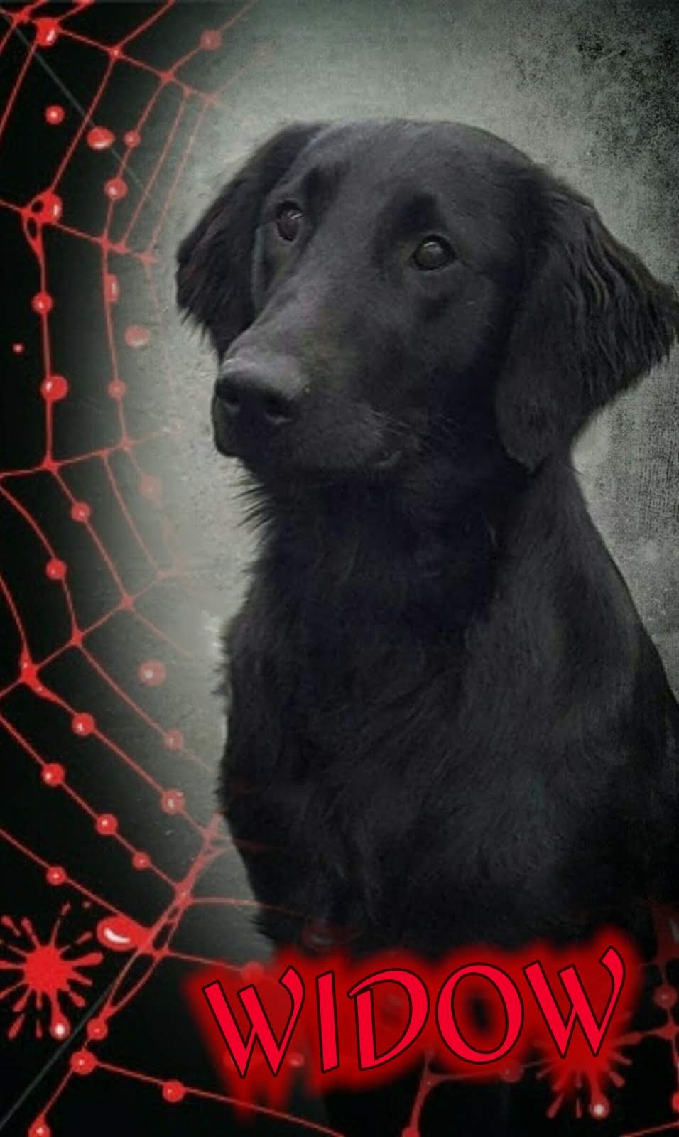 Dog Profile