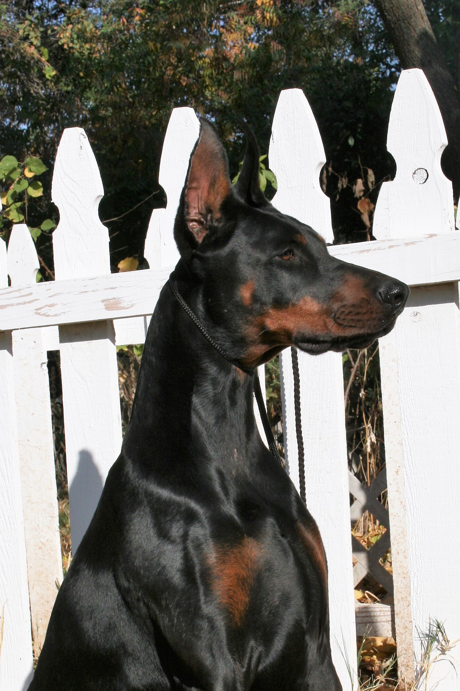 Dog Profile