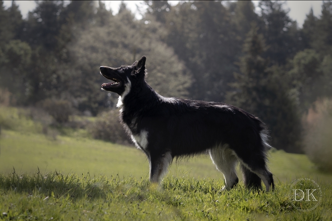 Dog Profile