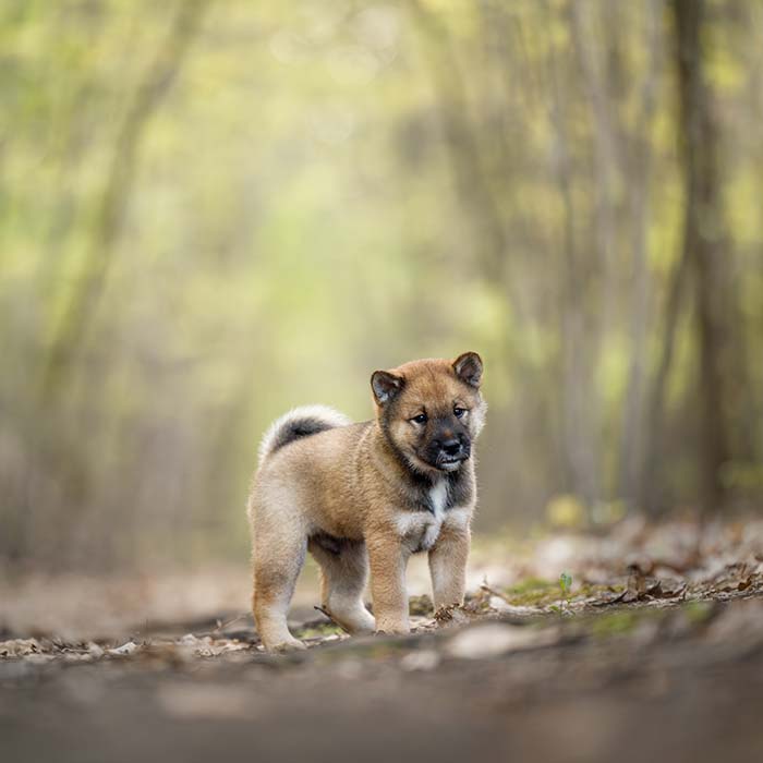 Dog Profile